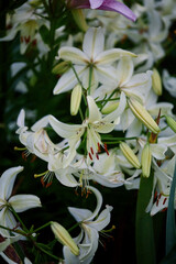 Fototapeta premium White lilies bloom in a lush garden during the early hours of springtime