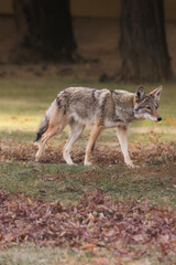Coyote walking through a grassy field