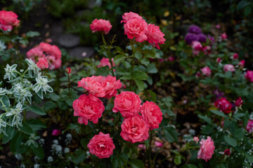 Colorful blooming roses in a vibrant garden during spring
