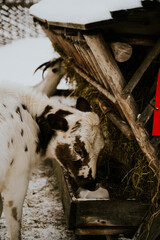 Skansen © Katarzyna