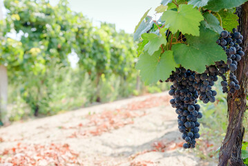 Overripe black grapes on the vine