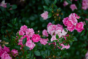 Vibrant pink roses bloom amidst lush green foliage in a garden during springtime