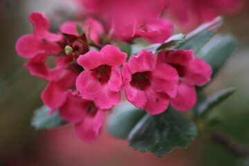 Macro pink flowers 