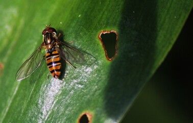 Marco of Insect resting on a leaf 
