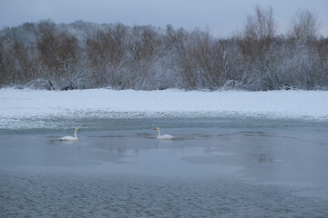 two swans swim in pond. Wintertime, water is partially covered with ice, Shore is snow white.