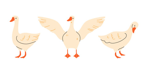 Playful geese in flat style on white background. Set of vector illustrations
