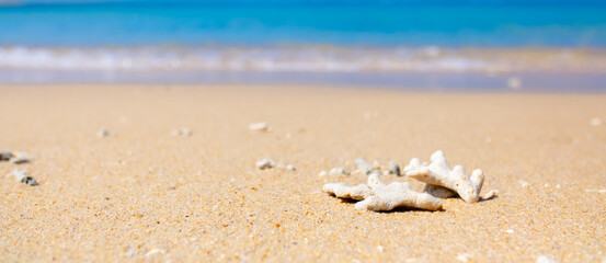 Corals on the sand on the seashore. Seascape background, sandy shore with corals and shells.