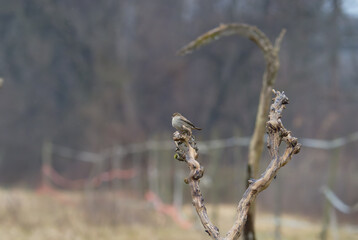 Passerotti e uccelli di bosco