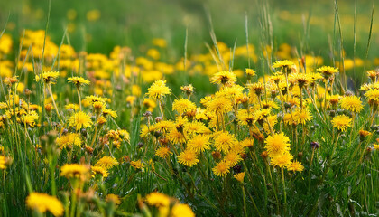 a clearing of vibrant yellow flowers in a green meadow wall hawkweed or hieracium murorum