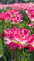 Pink opened terry tulips in flowerbed
