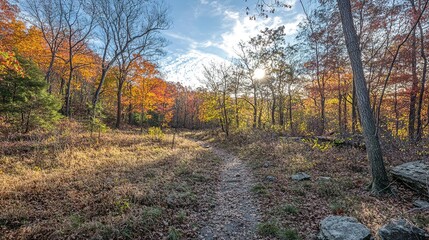 Obraz premium Autumn Trail Through Colorful Forest Landscape