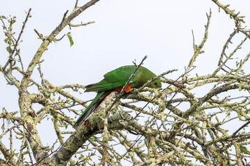 Photograph of an Australian King Parrot sitting in a leafless tree in the sunshine in the Blue Mountains in New South Wales, Australia.