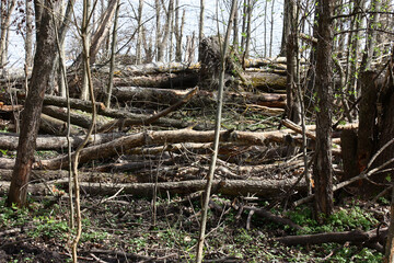 Spring sunny day. A fragment of the deciduous wood with a big windbreak. Bark on some fallen trees is eaten by animals.