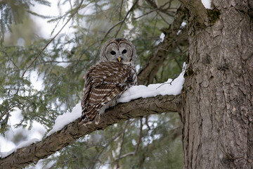 Barred owl Strix varia perched on a snow covered branch