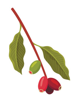 Branch of Coffee Plant with Ripe Edible Fruits Vector illustration