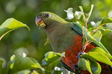 Photograph of an Australian King Parrot eating berries in a green leafy tree in the Blue Mountains in New South Wales, Australia.