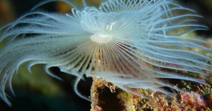white tube worm underwater tubeworm macro shot close up