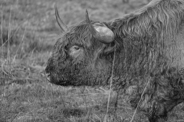Wintermorgen im westlichen Münsterland