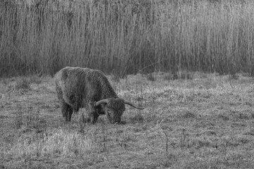 KÜhe im westlichen Münsterland bei Velen