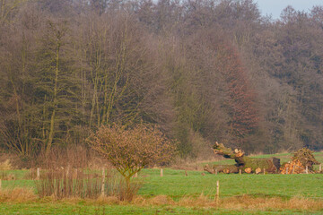 K&Uuml;he im westlichen M&uuml;nsterland bei Velen