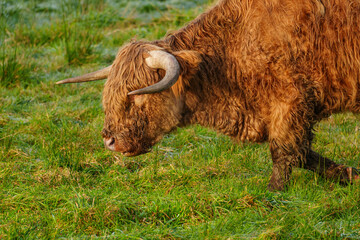 K&Uuml;he im westlichen M&uuml;nsterland bei Velen