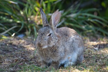 Wild rabbit in natural habitat