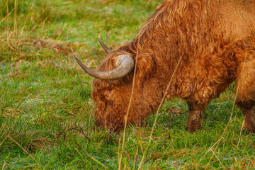 K&Uuml;he im westlichen M&uuml;nsterland bei Velen