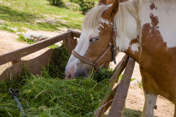Fototapeta premium horse in a field