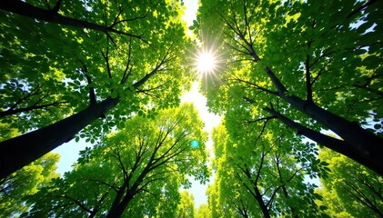 Obraz premium Canopy above, filtered sunlight filtering through, foliage, leaves, big trees