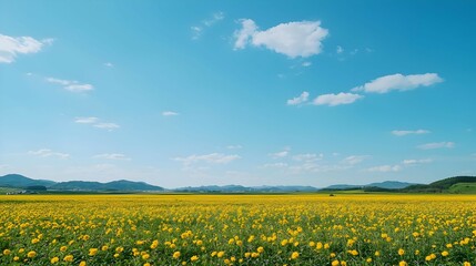 Obraz premium Vibrant Yellow Sunflower Field Under a Sunny Blue Sky