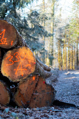 Close up of log trunks pile. Sawn and marked trees on the ground in the forest, blurred background at daylight 