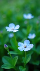 Delicate light blue flowers bloom amidst lush green foliage, light blue, herbaceous, perennial