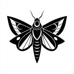 butterfly on a white background