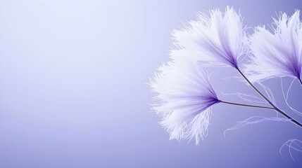 Naklejka premium Delicate Fluffy White Flowers On Light Purple Background