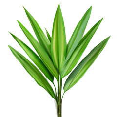 Obraz premium green plant isolated on transparent background