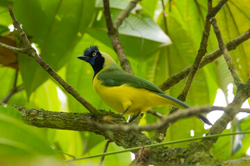 Fauna de mi tierra