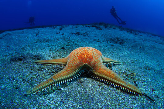 Estrella de mar Peine y buceador en fondo de arena