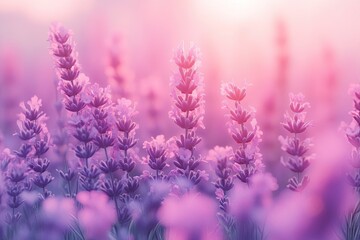 Obraz premium A soft gradient moving from lavender to pale pink, creating a romantic and dreamy atmosphere perfect for creative projects