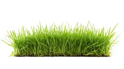 Herbe verte fraîche dense sur fond blanc, style photographique naturel