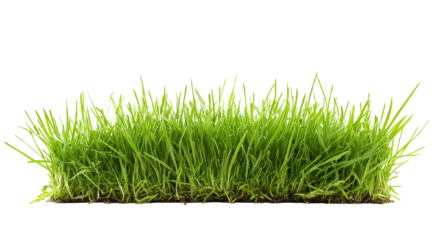 Herbe verte fraîche dense sur fond blanc, style photographique naturel