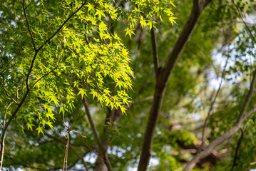 安城産業文化公園デンパーク