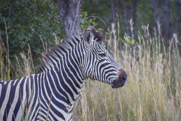 Zebra portrait in a nature reserve in Africa