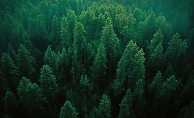 Aerial view of misty evergreen forest, nature background, eco-tourism