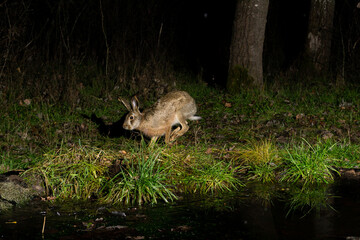 rabbit in the forest