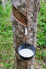 close view of latex flowing from rubber tree