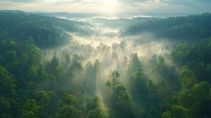Sunlit Mist Shrouds Verdant Forest Valley