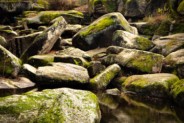 tree, forest, nature, moss, wood, water, stone, landscape, rock, plant, river, grass, trunk, old, park, spring, garden, autumn, rocks, roots, broken