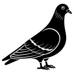  Pigeon with a chest silhouette vector illustration 