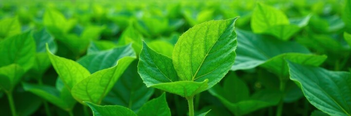 Obraz premium Large, vibrant soybean leaves, lush green, healthy texture, leaf veins, texture, springtime