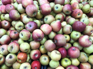 Red ripe and delicious apples. Apple harvest on the farm.